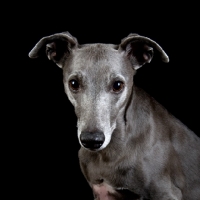 Picture of Whippet, portrait, looking at camera, ears up