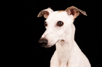 Picture of Whippet portrait on black background