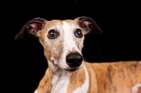 Picture of Whippet portrait on black background