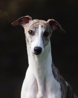 Picture of Whippet portrait