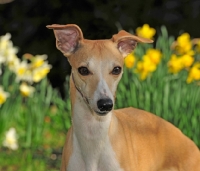 Picture of Whippet portrait