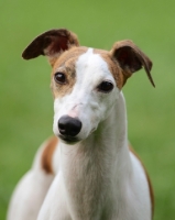 Picture of Whippet portrait