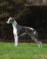 Picture of Whippet posed