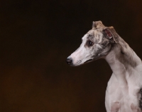 Picture of Whippet profile on brown background