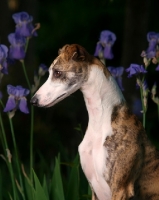 Picture of Whippet profile with flowers in background