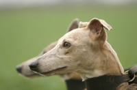 Picture of whippet profile