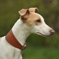 Picture of Whippet profile