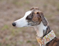 Picture of Whippet profile
