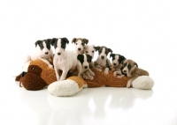 Picture of whippet puppies sitting on toy