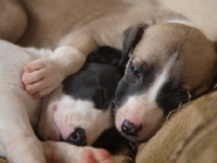 Picture of Whippet puppies sleeping together