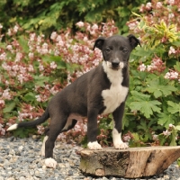 Picture of Whippet puppy in garden