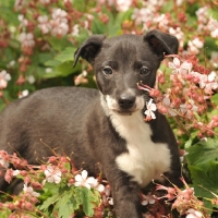 Picture of Whippet puppy in garden