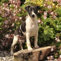 Picture of Whippet puppy in spring