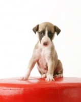 Picture of Whippet puppy in studio