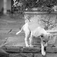 Picture of whippet puppy on steps