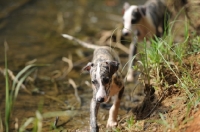 Picture of Whippet puppy walking near water