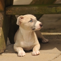 Picture of Whippet puppy
