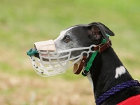 Picture of Whippet racing dog wearing muzzle in profile