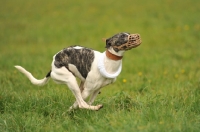 Picture of whippet racing, wearing a muzzle