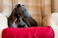 Picture of Whippet resting in a chair, at home