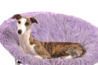 Picture of Whippet resting in purple chair or bed