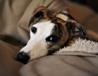 Picture of Whippet resting on blanket