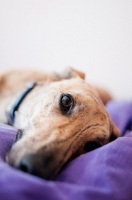 Picture of Whippet resting on blanket