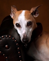 Picture of Whippet resting on chair
