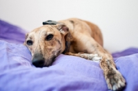 Picture of Whippet resting on purple blanket