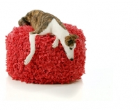 Picture of Whippet resting on stool