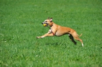 Picture of Whippet running in field