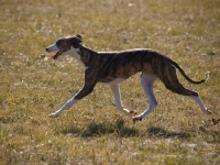 Picture of Whippet running on grass