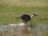 Picture of Whippet running through at full speed water