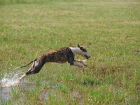 Picture of Whippet running through water