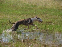 Picture of Whippet running through water