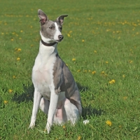 Picture of whippet sat in grass