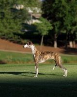 Picture of Whippet, side view, in park