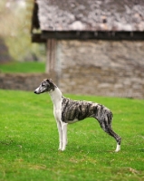 Picture of Whippet side view