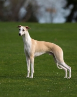 Picture of Whippet, side view