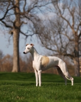 Picture of Whippet side view