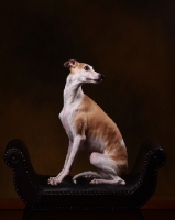 Picture of Whippet sitting on chair in studio