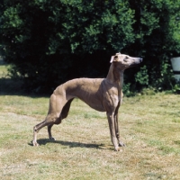 Picture of whippet standing in garden