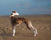 Picture of Whippet standing on beach