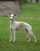 Picture of Whippet standing on grass