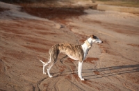Picture of Whippet standing on sand