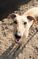 Picture of Whippet standing on sand