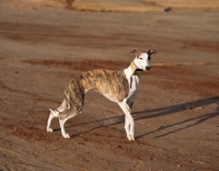Picture of Whippet standing on sand
