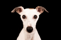 Picture of Whippet staring into camera