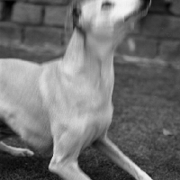 Picture of whippet, tightly cropped, blurred