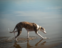 Picture of Whippet walking through water